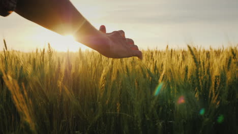 Mano-De-Agricultores-Acaricia-Las-Espigas-De-Trigo-Al-Atardecer