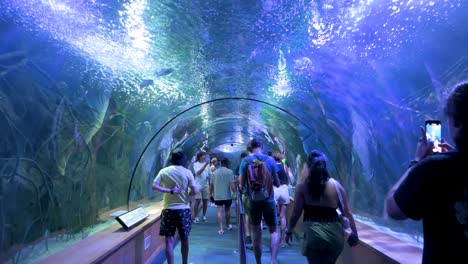 visitors walk through a tunnel gallery showcasing marine fish, sharks, and turtles at the oceanografic in the city of arts and sciences in valencia. it is europe’s largest oceanographic park.
