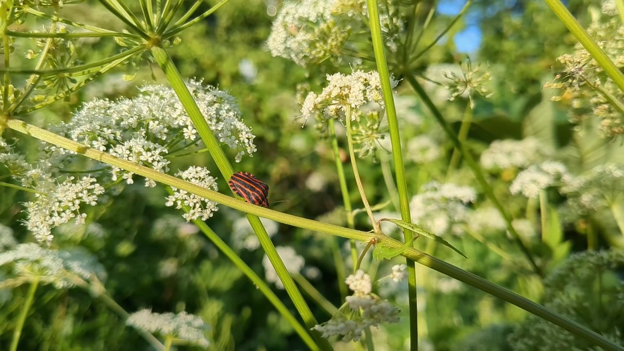 Stribet insekt, der bevæger sig på blomster, detalje af forårs-insekt