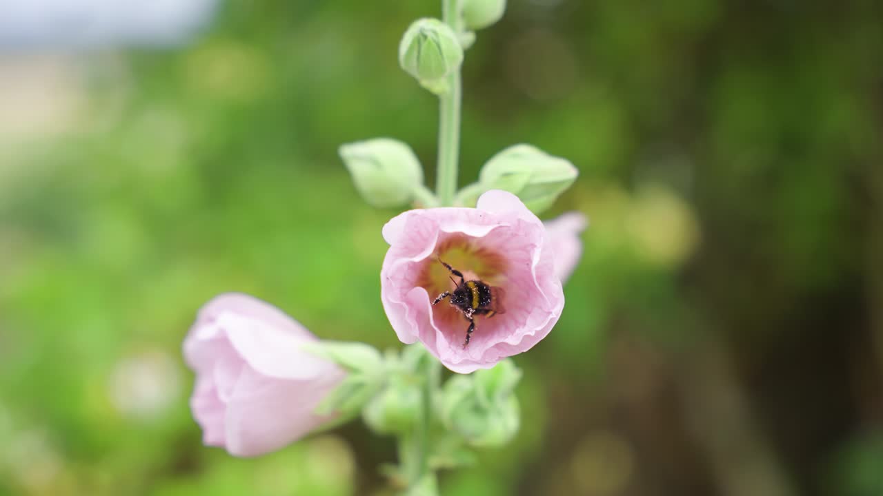 abejorro recogiendo polen desde el interior de una flor rosa de cerca con bokeh en cámara lenta