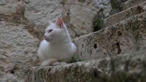 beautiful homeless cat sitting on traditional stone steps in old town