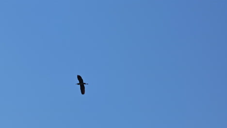Grey heron glides through bright blue sky with wings fully spread in open flight