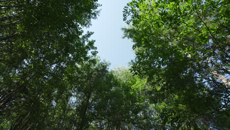 forest canopy view