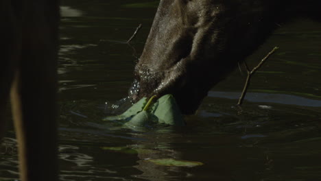 canadian wildlife - majestic deer walking along the banks of a river