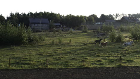 seguimiento de tiro aéreo de caballos corriendo en una granja rural, hermoso paisaje de amanecer