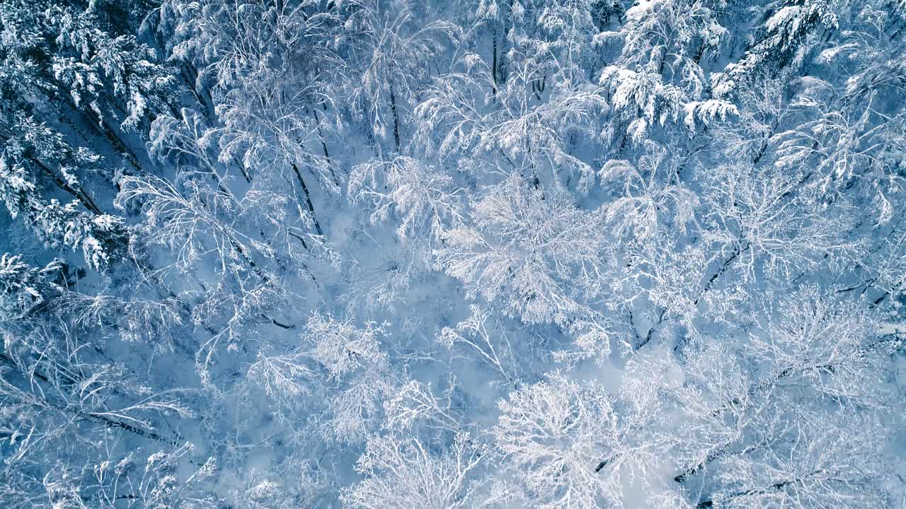 rami innevati nella foresta. sfondo fata invernale