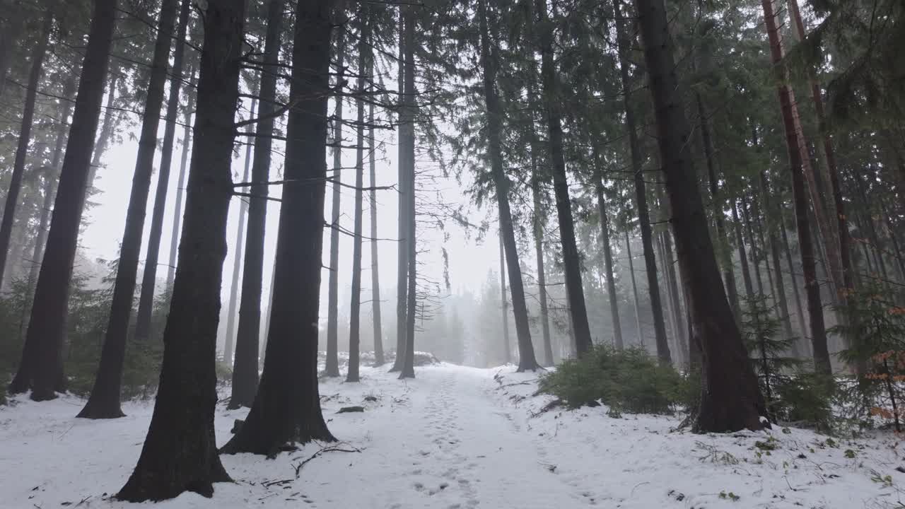 Snowy forest in winter. Walking among trees on a path in cold December nature. First person view of European landscape