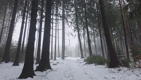 snowy forest in winter. walking among trees on a path in cold december nature. first person view of european landscape