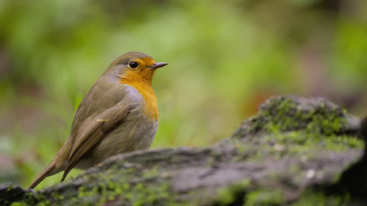 Un delicato pettirosso saltella e si confonde leggermente mentre si muove dietro al muschio, fuori fuoco nella soffusa luce della foresta