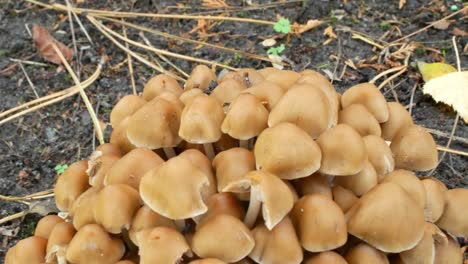 moving in close up on group of small wild mushrooms fades to blur