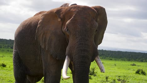 elephant bull with broken tusk looks at camera and flap ears, with stormy clouds behind