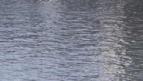 Gentle-ripples-on-a-serene-water-surface-reflecting-the-subtle-light