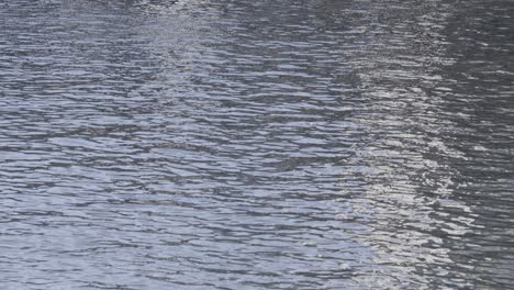 gentle ripples on a serene water surface reflecting the subtle light