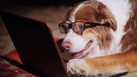 serious dog-businessman working with a laptop. funny animals concept