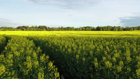 campo de colza amarillo floreciente, dron de ángulo bajo vuela hacia adelante, hora dorada
