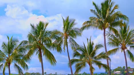 Palmen-An-Einem-Sonnigen-Tag-Vom-Wind-Bewegt,-Zeitlupe