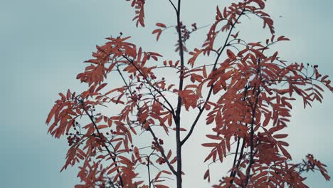 A close-up of the rowan tree against the grey sky