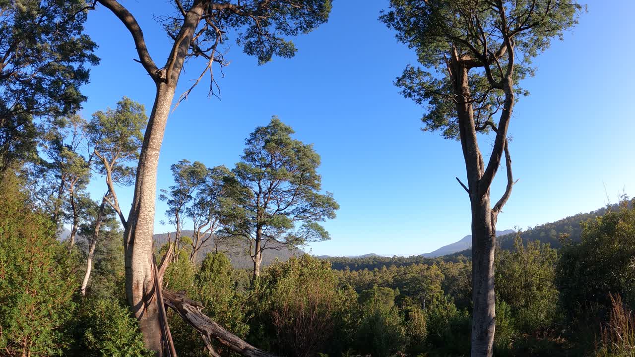 Ripresa in time-lapse dell'alba nella Riserva Forestale di Jackeys Creek, Tasmania, Australia