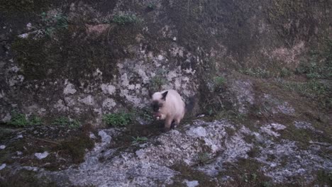 hermoso gato siamés en el cuello sentado en una roca mientras se lava lamiendo la pata