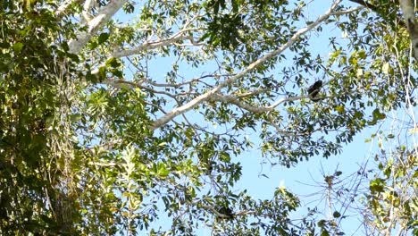 Schwarze-Affen,-Die-An-Einem-Sommertag-Im-Dschungel-Von-Panama-Auf-Ästen-Unter-Dem-Blauen-Himmel-Laufen-Und-Sitzen