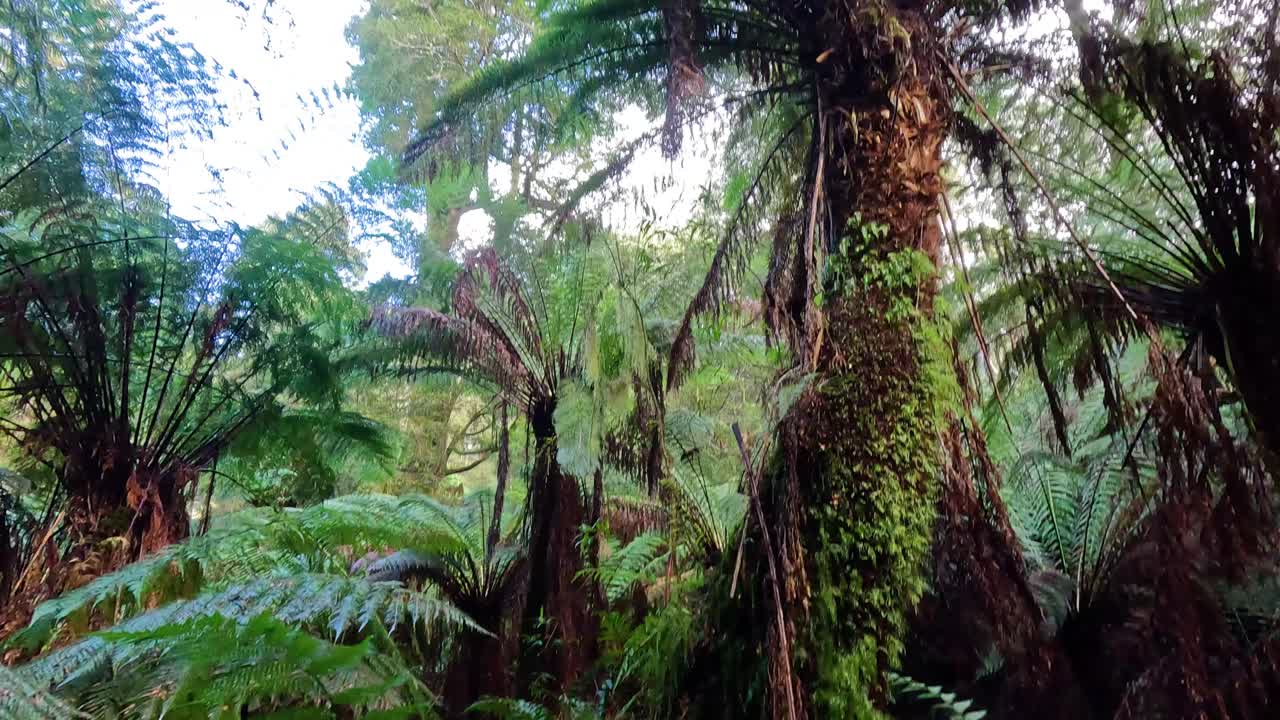 열대 우림 의 울창 한 초록색 과 높은 나무 들