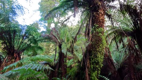 vegetación exuberante y árboles altos en el bosque tropical