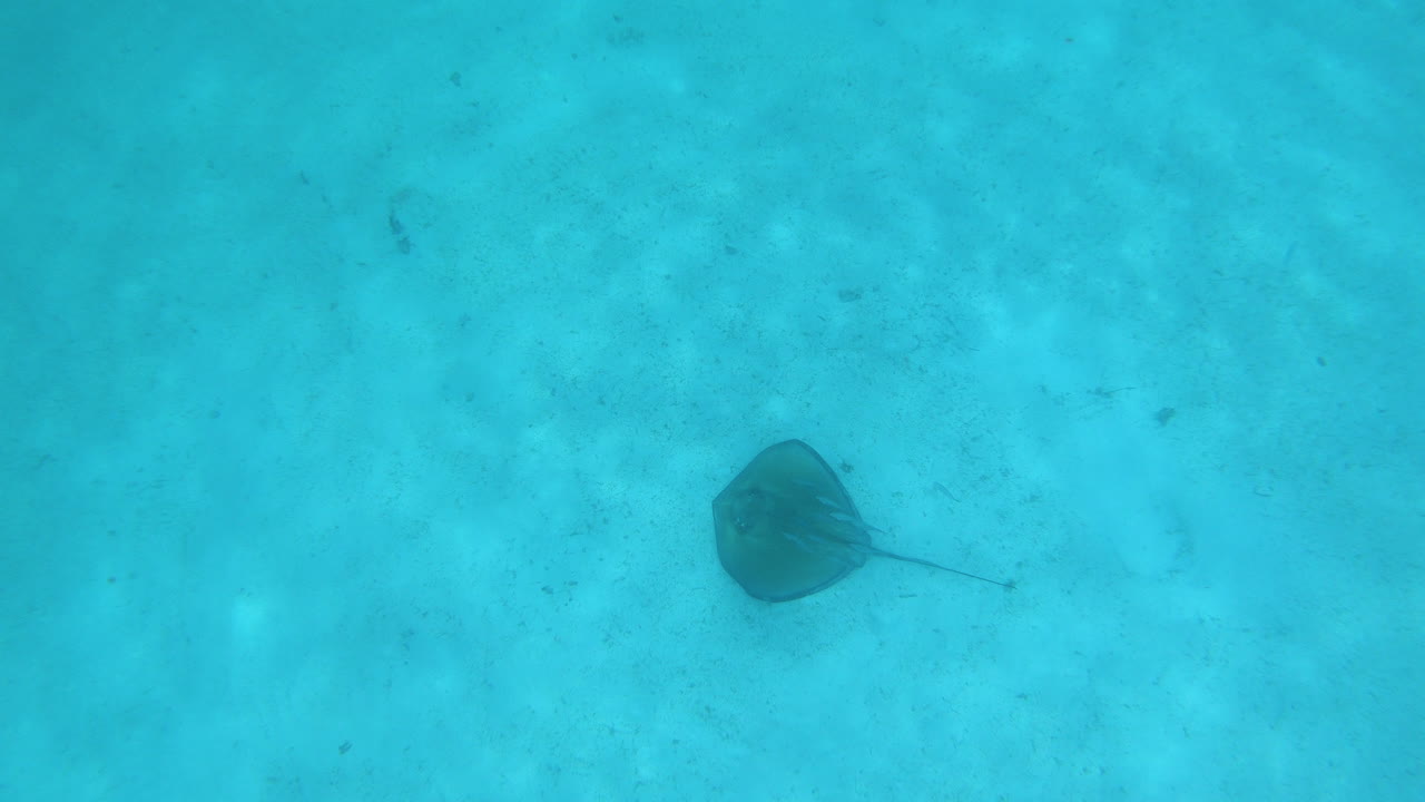 Diver POV of a rayfish swimming on a sandy seafloor,Barbados,Caribbean