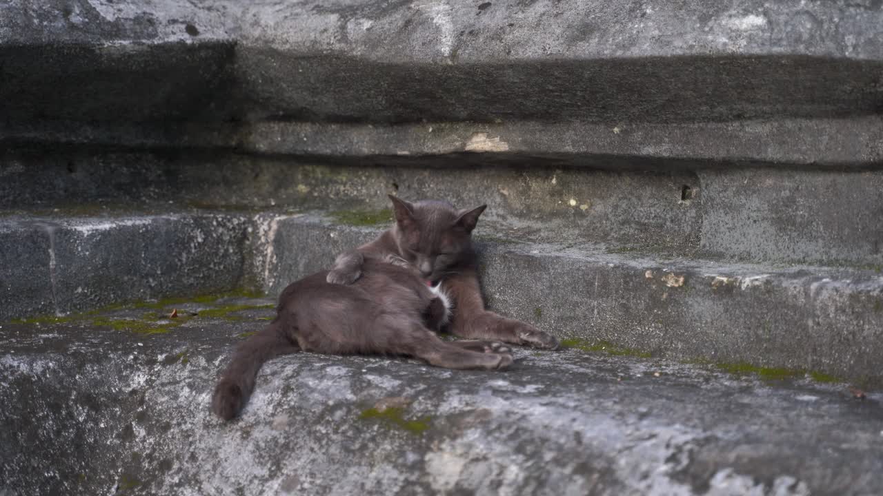 hermoso gato gris limpiándose contra la pared de piedra