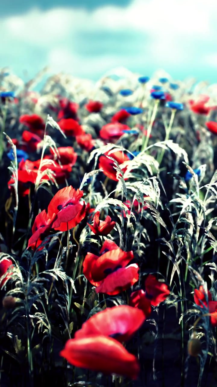 Levende blomstermark med valmuer og kornblomster under overskyet himmel