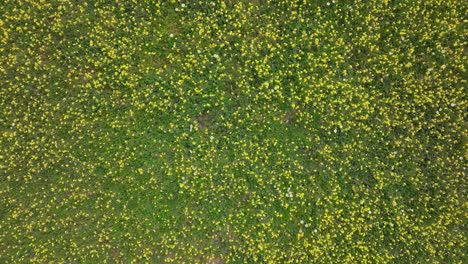 Vuelo-Ascendente-Con-Un-Dron-Con-Vista-De-Arriba-Hacia-Abajo-En-Un-Prado-Lleno-De-Flores,-La-Gran-Mayoría-De-Las-Cuales-Son-Amarillas-Y-Un-Fondo-Verde-Con-Algunos-Puntos-Blancos,-Bonita-Imagen-Para-Texturas