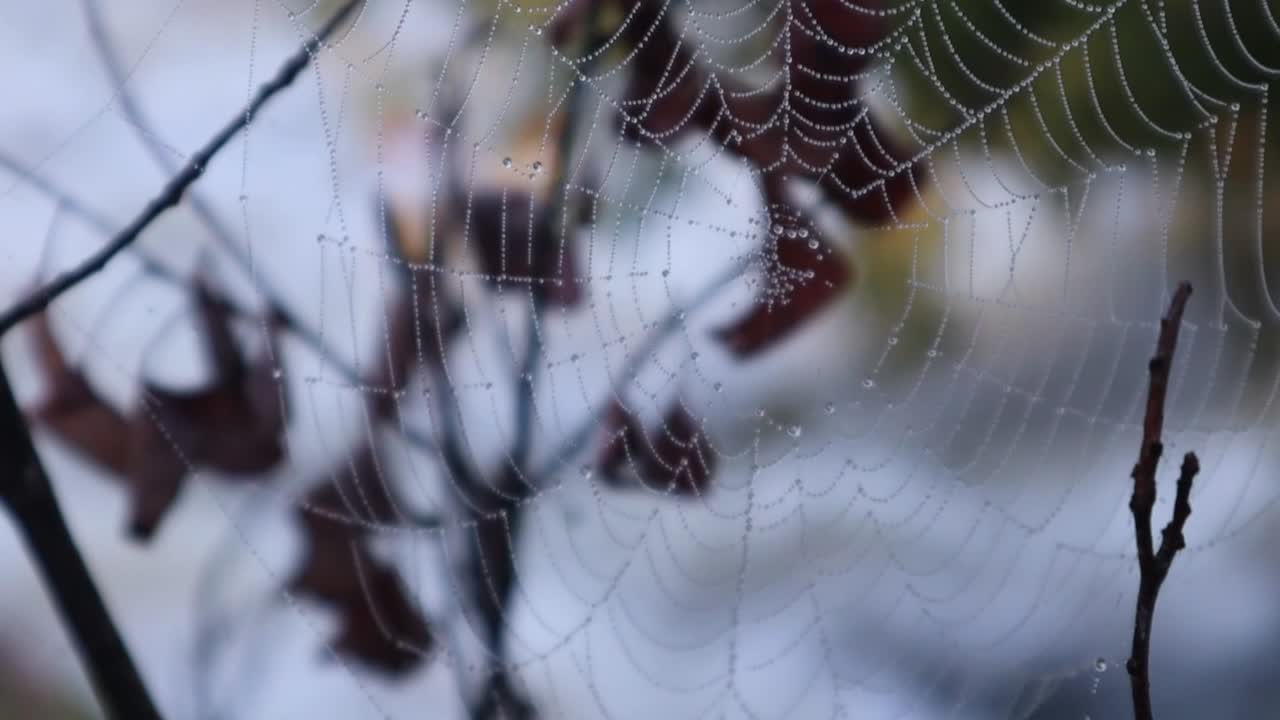 Primo piano ripreso a mano di una ragnatela su un ramo d'albero coperta di rugiada mattutina. Goccioline d'acqua sui fili con rapide di fiume sfocate sullo sfondo