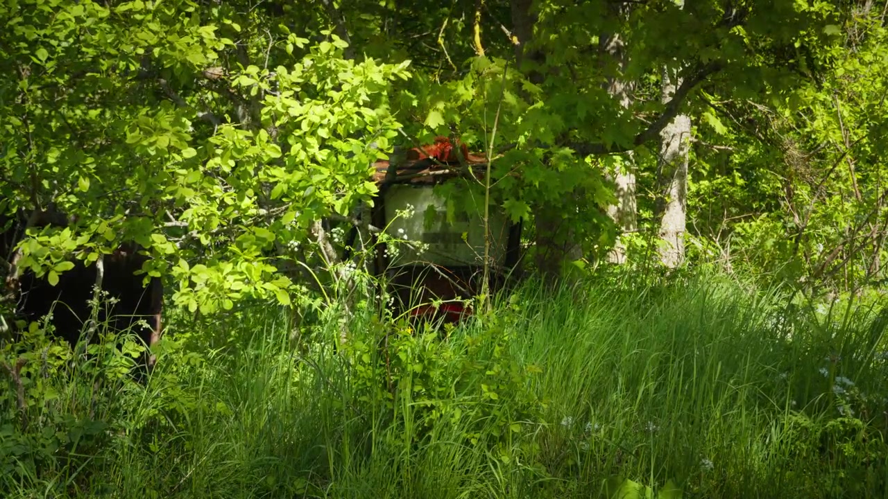 Un'ampia veduta di una pompa di benzina abbandonata nascosta in una fitta vegetazione estiva in una fattoria rurale. La scena cattura il degrado, i macchinari dimenticati e la natura che si riappropria di vecchie attrezzature