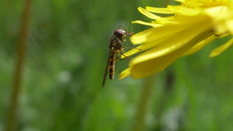 Melanostoma-Mellinum---Hoverfly-Sobre-Pétalos-De-Flor-Amarilla-Con-Fondo-Verde-Borroso