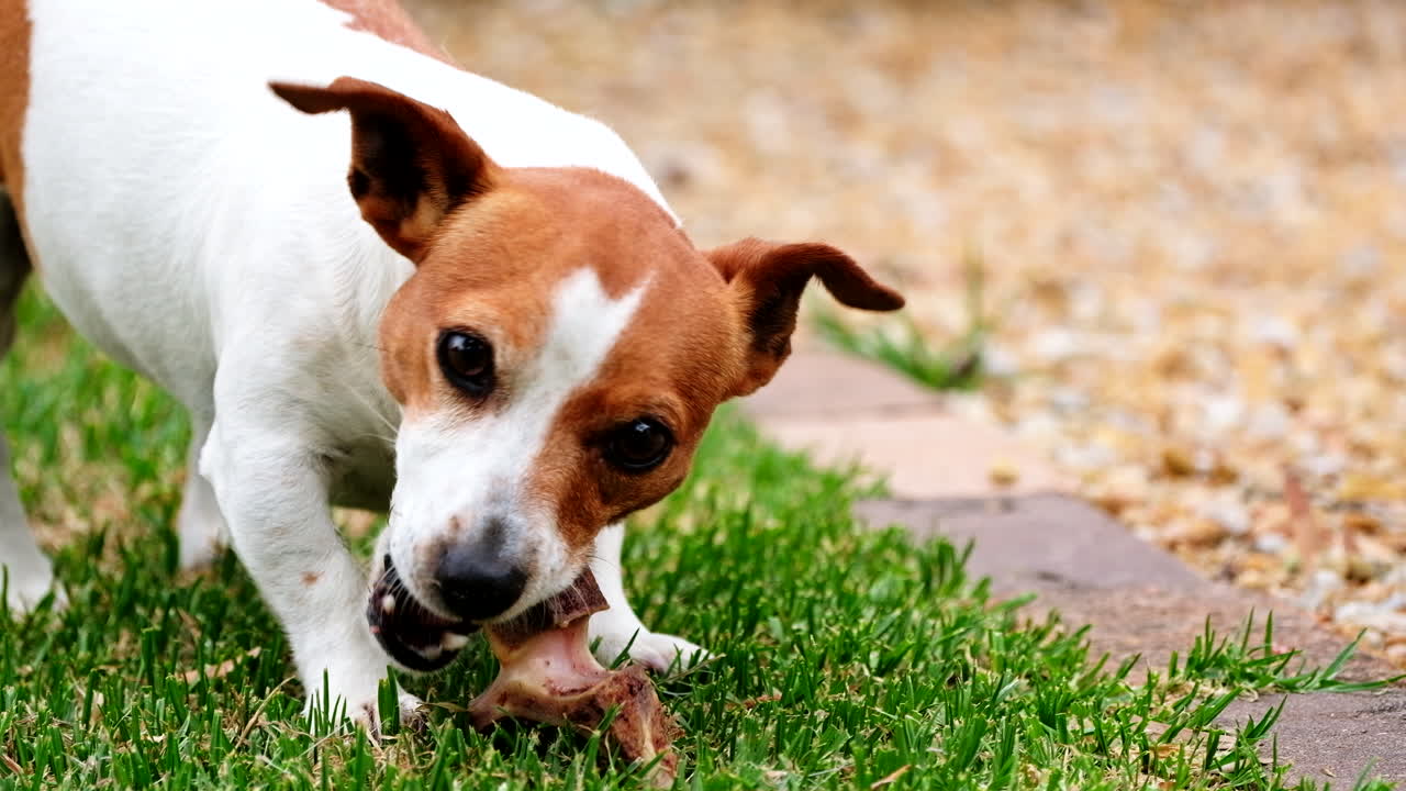 un lindo jack russell terrier masticando huesos como un regalo, de cerca
