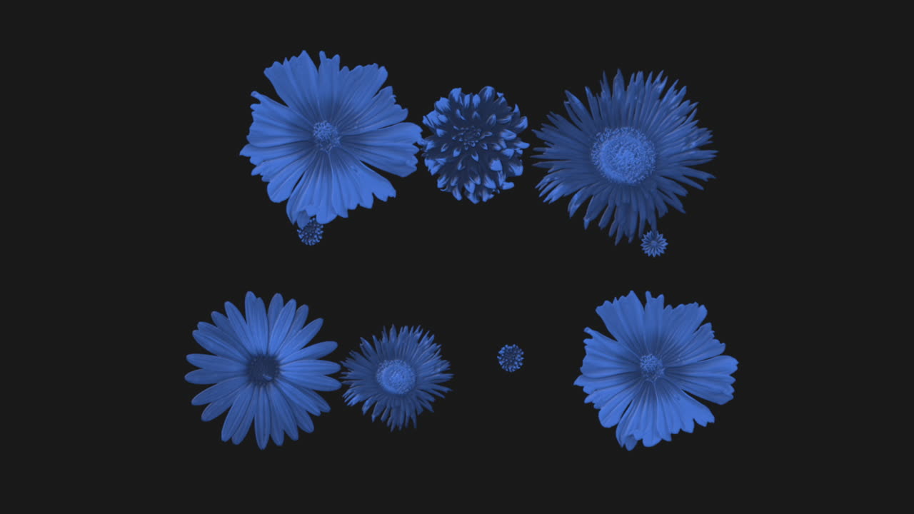 flores de primavera retro azules en el gradiente negro