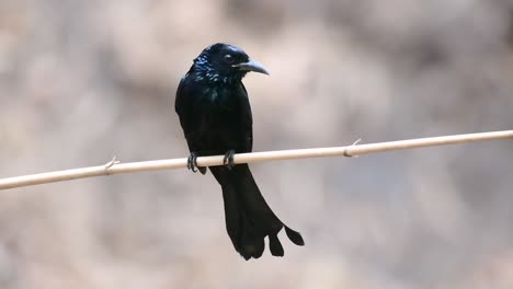 Der-Haarhauben-Drongo-Oder-Ist-In-Asien-Ein-Vogel-Aus-Der-Familie-Der-Dicruridae,-Der-Mit-Dicrurus-Bracteatus-Oder-Spangled-Drongo-Konspezifisch-War,-Bei-Dem-Es-Schwierig-Sein-Kann,-Ihn-Voneinander-Zu-Unterscheiden