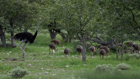 ostrich family in a forest