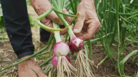 Senior-caucasian-man-harvesting-and-working-alone-in-garden