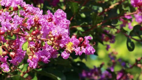 flores rosadas balanceándose suavemente en la brisa