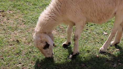 un cordero joven mordisqueando hierba en un campo soleado.