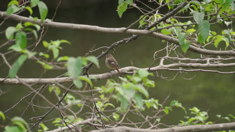 female daurian redstart rested on tree branch during daytime