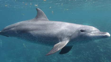 delfines nadando juntos en el arrecife de coral del mar rojo de egipto