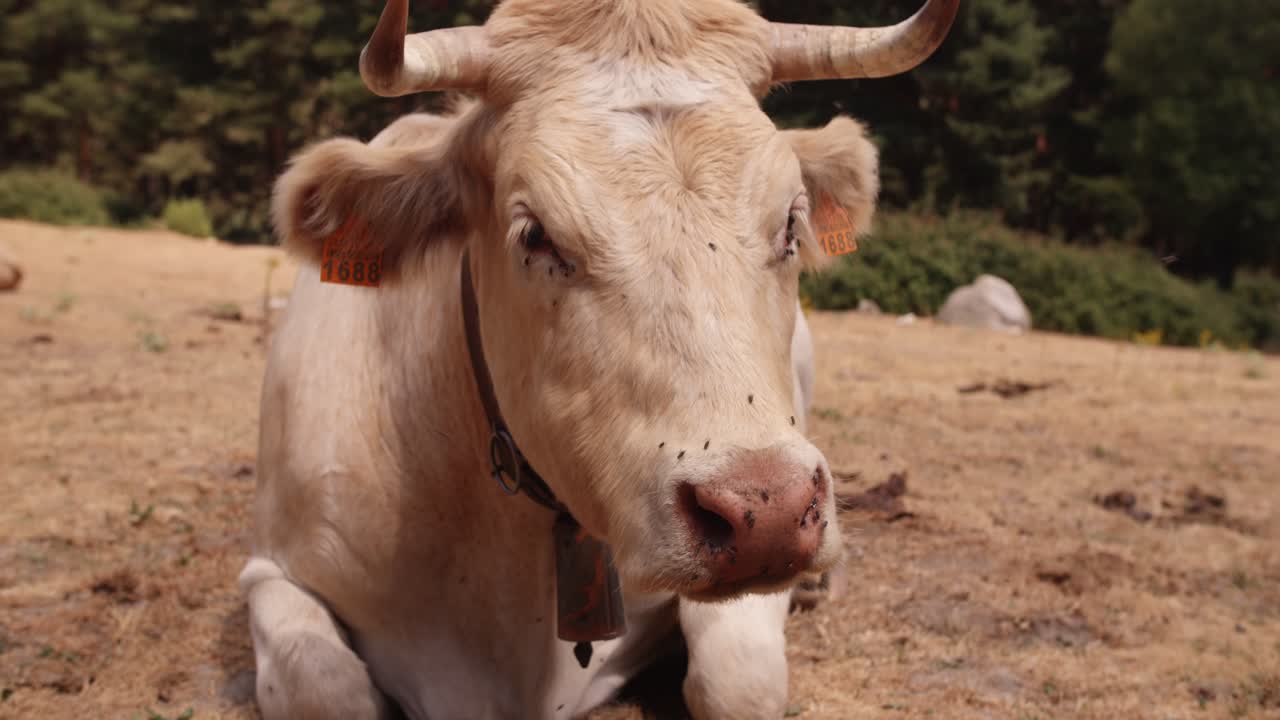 Mucca beige con le corna che riposa in un campo arido in una giornata di sole.