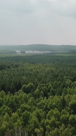forest view with cityscape in distance
