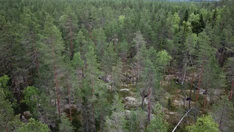 Tiro-De-Drone-De-Las-Copas-De-Los-árboles-En-El-Bosque-Báltico,-Europa