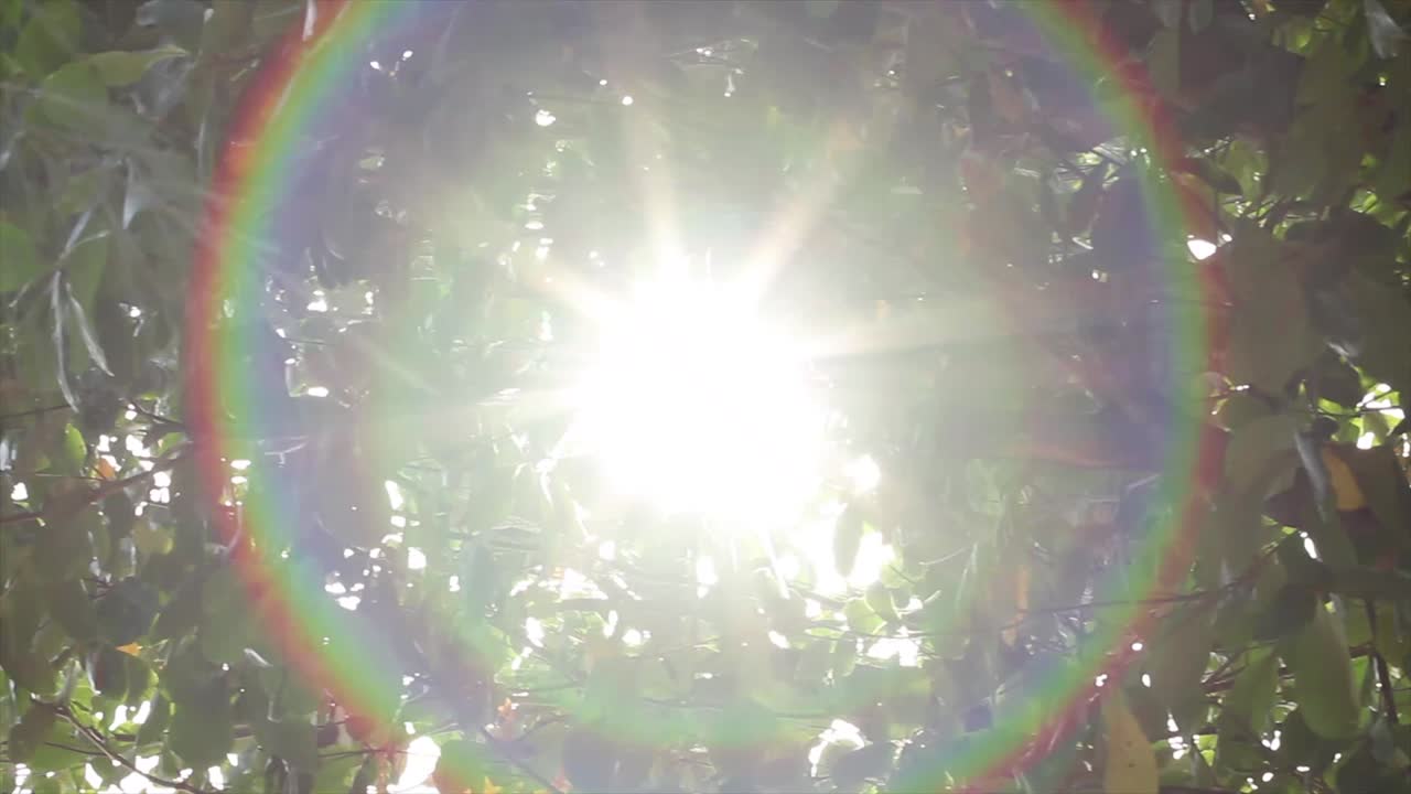 Tropical leaf with sunlight and lens flare