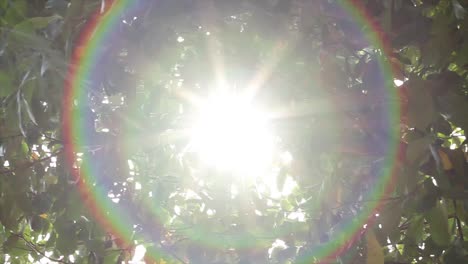 tropical leaf with sunlight and lens flare