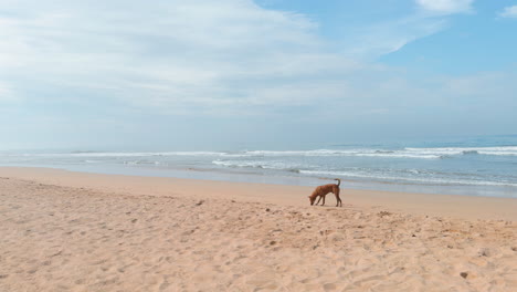 dog on the beach