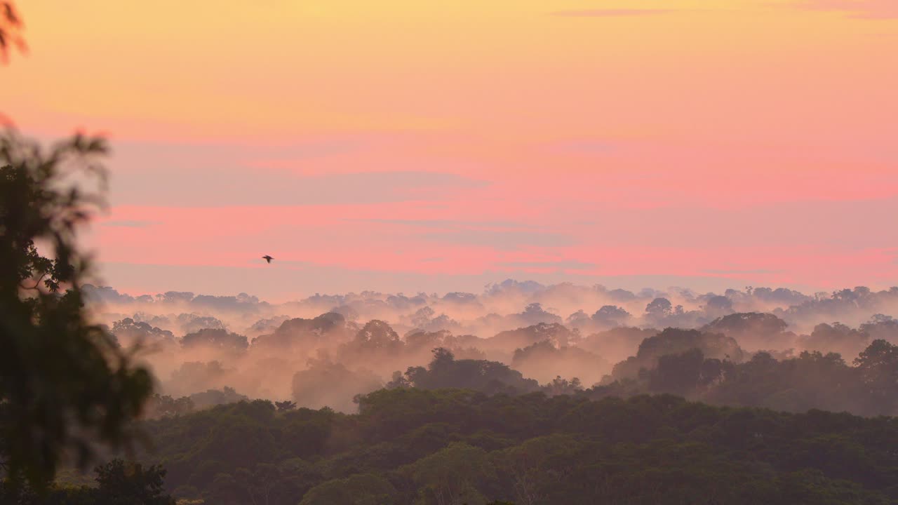 Silhouetted parrots drift through the misty evening air, soaring over Peru’s Amazon at twilight.