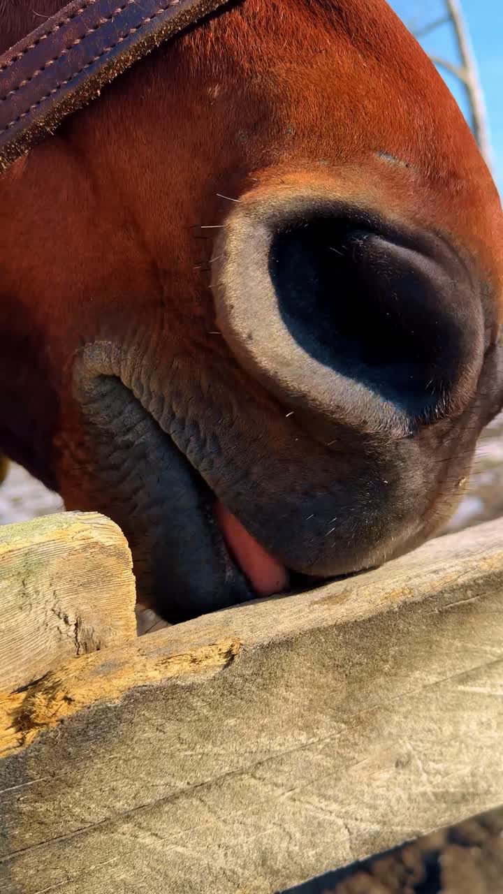 Muso di cavallo in primo piano dietro una recinzione di legno all'aperto. Primo piano del muso e della cavezza di un cavallo marrone sopra una recinzione di legno con sfondo di cielo blu.